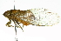  ( - 11ANIC-16817)  @12 [ ] CreativeCommons - Attribution (2011) CBG Photography Group Centre for Biodiversity Genomics