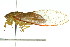  ( - 11ANIC-16824)  @13 [ ] CreativeCommons - Attribution (2011) ANIC/CBG Photography Group Centre for Biodiversity Genomics