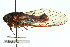  ( - 11ANIC-16867)  @11 [ ] CreativeCommons - Attribution (2011) ANIC/CBG Photography Group Centre for Biodiversity Genomics