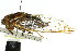  ( - 11ANIC-16953)  @11 [ ] CreativeCommons - Attribution (2011) ANIC/CBG Photography Group Centre for Biodiversity Genomics