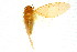  ( - 11ANIC-16986)  @11 [ ] CreativeCommons - Attribution (2011) ANIC/CBG Photography Group Centre for Biodiversity Genomics