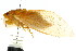  ( - 11ANIC-16986)  @11 [ ] CreativeCommons - Attribution (2011) ANIC/CBG Photography Group Centre for Biodiversity Genomics