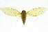  ( - 11ANIC-16987)  @11 [ ] CreativeCommons - Attribution (2011) ANIC/CBG Photography Group Centre for Biodiversity Genomics