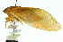  ( - 11ANIC-16991)  @11 [ ] CreativeCommons - Attribution (2011) ANIC/CBG Photography Group Centre for Biodiversity Genomics