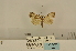  (Meganola cf. bispermutata - ANHRTUK-00019787)  @11 [ ] CreativeCommons - Attribution Share-Alike (2020) Unspecified African Natural History Research Trust collection, Kingsland, UK
