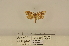  (Dudgeonea sierraleonensis - ANHRTUK-00022980)  @11 [ ] CreativeCommons - Attribution Share-Alike (2020) Unspecified African Natural History Research Trust collection, Kingsland, UK