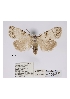  ( - ANHRTUK-00034855)  @11 [ ] CreativeCommons - Attribution Share-Alike (2020) Unspecified African Natural History Research Trust collection, Kingsland, UK