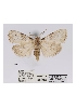  (Meganola cf. trigonographa - ANHRTUK-00039455)  @11 [ ] CreativeCommons - Attribution Share-Alike (2020) Unspecified African Natural History Research Trust collection, Kingsland, UK