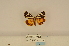  ( - ANHRTUK-00047252)  @11 [ ] CreativeCommons - Attribution Share-Alike (2020) Unspecified African Natural History Research Trust collection, Kingsland, UK