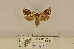  ( - ANHRTUK-00050252)  @11 [ ] CreativeCommons - Attribution Share-Alike (2020) Unspecified African Natural History Research Trust collection, Kingsland, UK