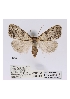  (Meganola poliographa - ANHRTUK-00054821)  @11 [ ] CreativeCommons - Attribution Share-Alike (2020) Unspecified African Natural History Research Trust collection, Kingsland, UK