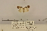  (Laetonima - ANHRTUK-00070218)  @11 [ ] CreativeCommons - Attribution Share-Alike (2020) Unspecified African Natural History Research Trust collection, Kingsland, UK