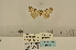  ( - ANHRTUK-00073601)  @11 [ ] CreativeCommons - Attribution Share-Alike (2020) Unspecified African Natural History Research Trust collection, Kingsland, UK
