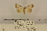  (Meganola cf. chromatographa - ANHRTUK-00074022)  @11 [ ] CreativeCommons - Attribution Share-Alike (2020) Unspecified African Natural History Research Trust collection, Kingsland, UK