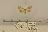  ( - ANHRTUK-00106241)  @11 [ ] CreativeCommons - Attribution Share-Alike (2020) Unspecified African Natural History Research Trust collection, Kingsland, UK