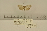 (Meganola cf. cryptochra - ANHRTUK-00132760)  @11 [ ] CreativeCommons - Attribution Share-Alike (2020) Unspecified African Natural History Research Trust collection, Kingsland, UK