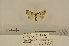  (Meganola bispermutata - ANHRTUK-00134208)  @11 [ ] CreativeCommons - Attribution Share-Alike (2020) Unspecified African Natural History Research Trust collection, Kingsland, UK