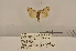  (Meganola dananae - ANHRTUK-00143391)  @11 [ ] CreativeCommons - Attribution Share-Alike (2020) Unspecified African Natural History Research Trust collection, Kingsland, UK