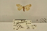  ( - ANHRTUK-00143408)  @11 [ ] CreativeCommons - Attribution Share-Alike (2020) Unspecified African Natural History Research Trust collection, Kingsland, UK