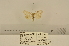  ( - ANHRTUK-00145389)  @11 [ ] CreativeCommons - Attribution Share-Alike (2020) Unspecified African Natural History Research Trust collection, Kingsland, UK