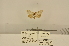  (Meganola spherographa - ANHRTUK-00148434)  @11 [ ] CreativeCommons - Attribution Share-Alike (2020) Unspecified African Natural History Research Trust collection, Kingsland, UK