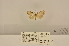  ( - ANHRTUK-00148613)  @11 [ ] CreativeCommons - Attribution Share-Alike (2020) Unspecified African Natural History Research Trust collection, Kingsland, UK