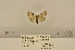  (Meganola cryptochra - ANHRTUK-00149780)  @11 [ ] CreativeCommons - Attribution Share-Alike (2020) Unspecified African Natural History Research Trust collection, Kingsland, UK