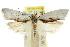  ( - CCDB-15722-C03)  @13 [ ] CreativeCommons - Attribution (2011) ANIC/CBG Photography Group Centre for Biodiversity Genomics