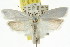  ( - CCDB-15722-F01)  @11 [ ] CreativeCommons - Attribution (2011) ANIC/CBG Photography Group Centre for Biodiversity Genomics