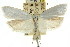  ( - CCDB-15722-F02)  @11 [ ] CreativeCommons - Attribution (2011) ANIC/CBG Photography Group Centre for Biodiversity Genomics
