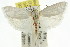  ( - CCDB-15722-F05)  @11 [ ] CreativeCommons - Attribution (2011) ANIC/CBG Photography Group Centre for Biodiversity Genomics