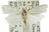  ( - CCDB-15722-G01)  @11 [ ] CreativeCommons - Attribution (2011) ANIC/CBG Photography Group Centre for Biodiversity Genomics