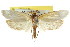  ( - CCDB-15722-H02)  @13 [ ] CreativeCommons - Attribution (2011) ANIC/CBG Photography Group Centre for Biodiversity Genomics