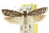  ( - CCDB-15724-C08)  @11 [ ] CreativeCommons - Attribution (2011) ANIC/CBG Photography Group Centre for Biodiversity Genomics