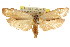  ( - CCDB-15725-D07)  @11 [ ] CreativeCommons - Attribution (2011) ANIC/CBG Photography Group Centre for Biodiversity Genomics