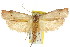  ( - CCDB-15725-D08)  @11 [ ] CreativeCommons - Attribution (2011) ANIC/CBG Photography Group Centre for Biodiversity Genomics