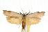  ( - CCDB-15725-D09)  @11 [ ] CreativeCommons - Attribution (2011) ANIC/CBG Photography Group Centre for Biodiversity Genomics