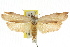  ( - CCDB-15725-D10)  @11 [ ] CreativeCommons - Attribution (2011) ANIC/CBG Photography Group Centre for Biodiversity Genomics