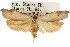  ( - CCDB-15725-E02)  @11 [ ] CreativeCommons - Attribution (2011) ANIC/CBG Photography Group Centre for Biodiversity Genomics