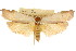  ( - CCDB-15725-E04)  @11 [ ] CreativeCommons - Attribution (2011) ANIC/CBG Photography Group Centre for Biodiversity Genomics