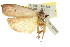  ( - CCDB-15725-E08)  @11 [ ] CreativeCommons - Attribution (2011) ANIC/CBG Photography Group Centre for Biodiversity Genomics