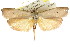  ( - CCDB-15725-E09)  @11 [ ] CreativeCommons - Attribution (2011) ANIC/CBG Photography Group Centre for Biodiversity Genomics