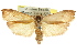  ( - CCDB-15725-E11)  @11 [ ] CreativeCommons - Attribution (2011) ANIC/CBG Photography Group Centre for Biodiversity Genomics