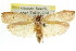  ( - CCDB-15725-E12)  @11 [ ] CreativeCommons - Attribution (2011) ANIC/CBG Photography Group Centre for Biodiversity Genomics