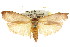  ( - CCDB-15725-F02)  @11 [ ] CreativeCommons - Attribution (2011) ANIC/CBG Photography Group Centre for Biodiversity Genomics