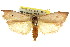  ( - CCDB-15725-F05)  @11 [ ] CreativeCommons - Attribution (2011) ANIC/CBG Photography Group Centre for Biodiversity Genomics
