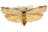  ( - CCDB-15725-F11)  @11 [ ] CreativeCommons - Attribution (2011) ANIC/CBG Photography Group Centre for Biodiversity Genomics