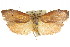  ( - CCDB-15725-F12)  @11 [ ] CreativeCommons - Attribution (2011) ANIC/CBG Photography Group Centre for Biodiversity Genomics