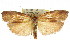  ( - CCDB-15725-G01)  @11 [ ] CreativeCommons - Attribution (2011) ANIC/CBG Photography Group Centre for Biodiversity Genomics