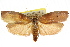  ( - CCDB-15725-G02)  @11 [ ] CreativeCommons - Attribution (2011) ANIC/CBG Photography Group Centre for Biodiversity Genomics